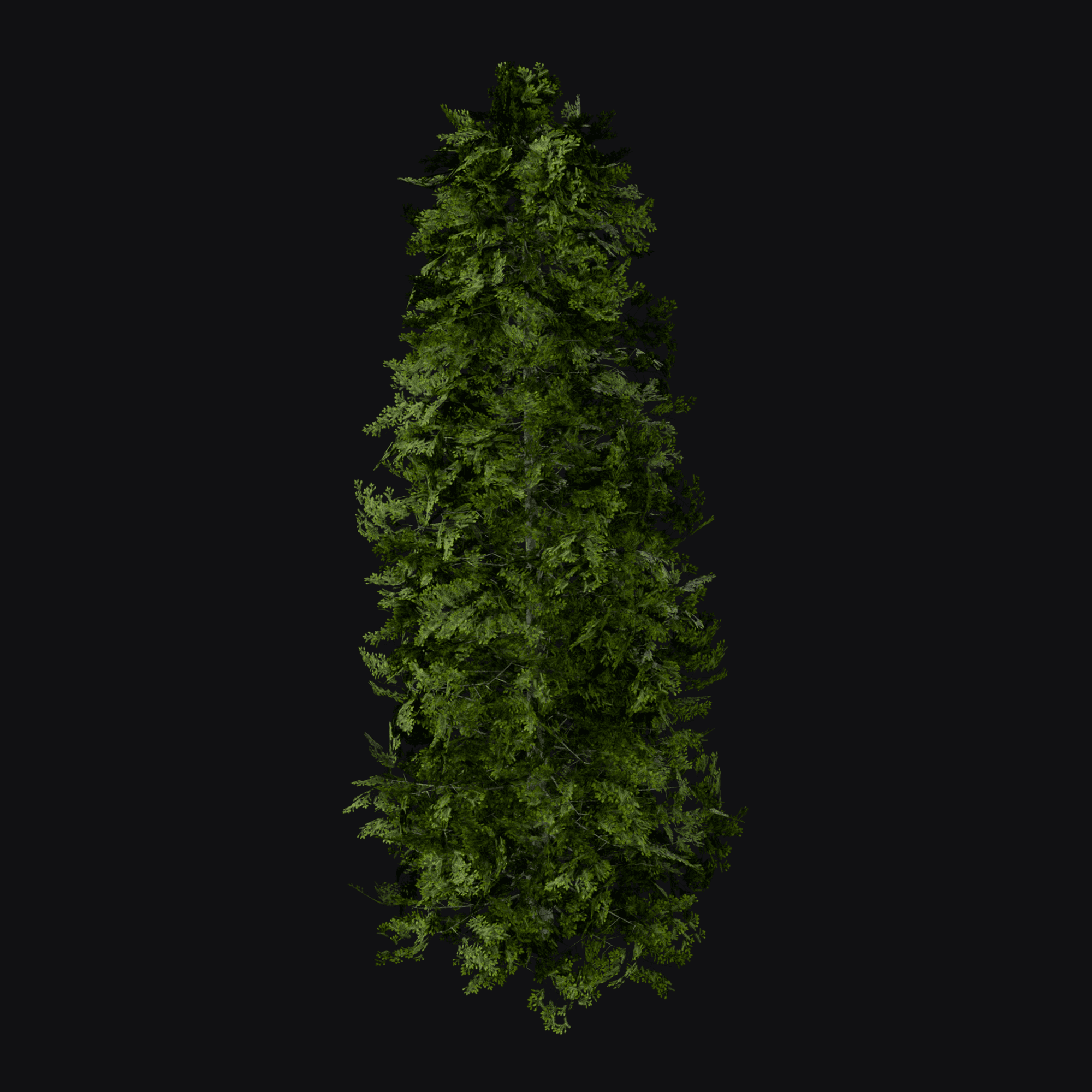 Silver Fir 01