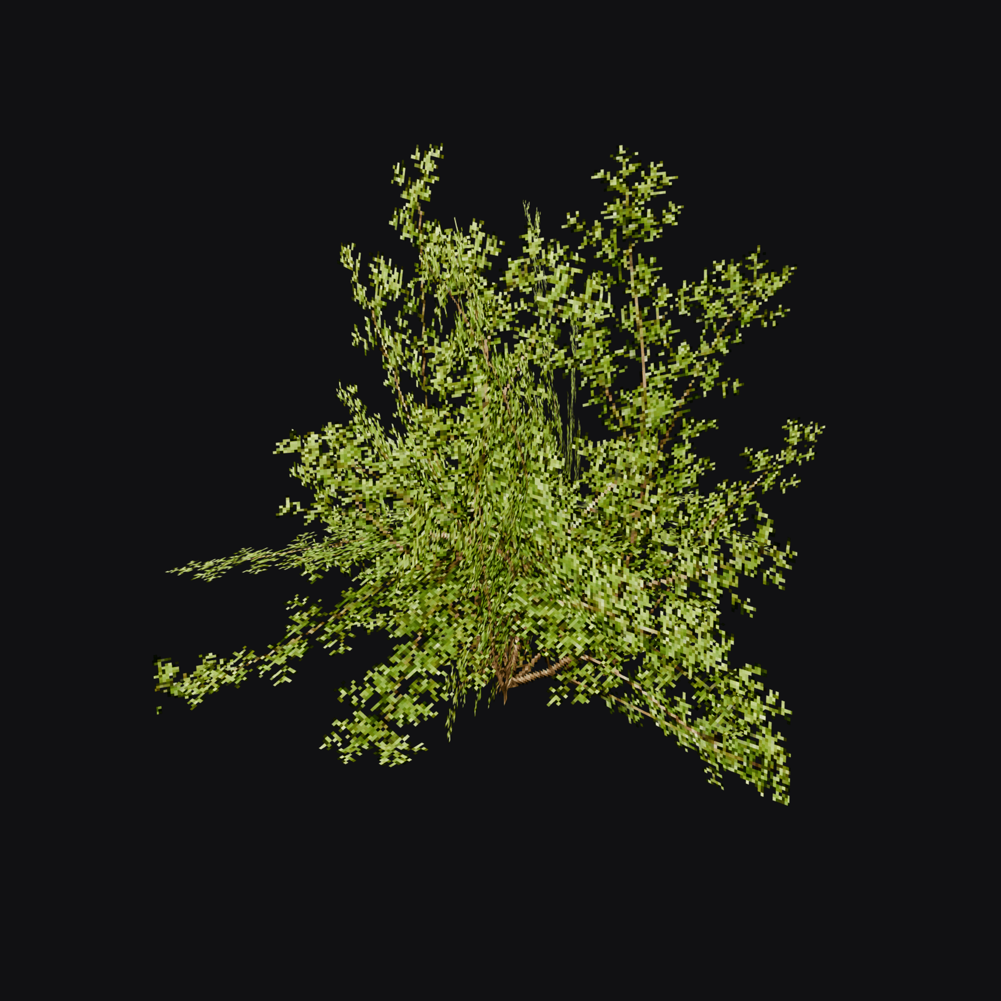 Spirea Shrub 01