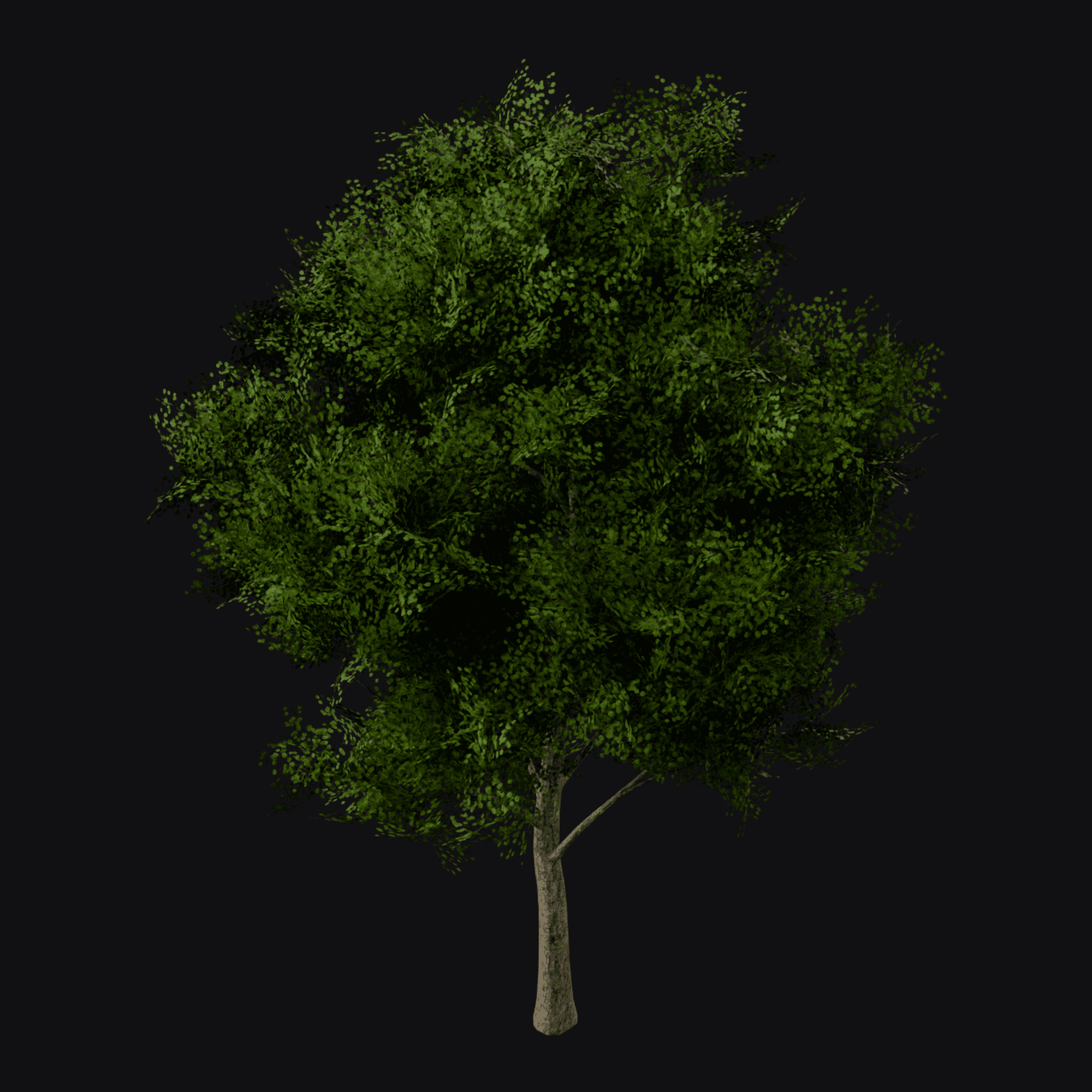 Sugar Maple 01