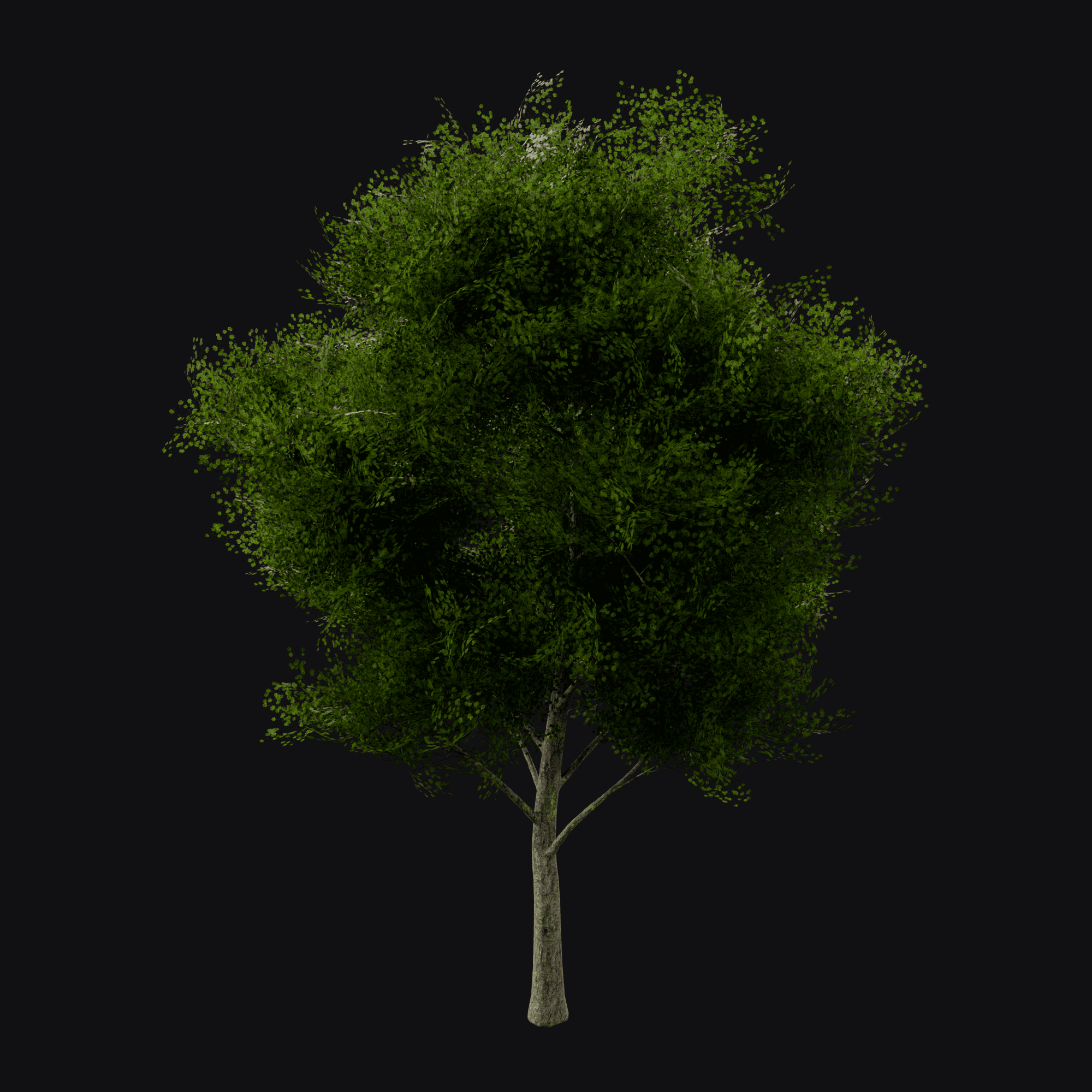 Sugar Maple 01, free Blender 3D model render
