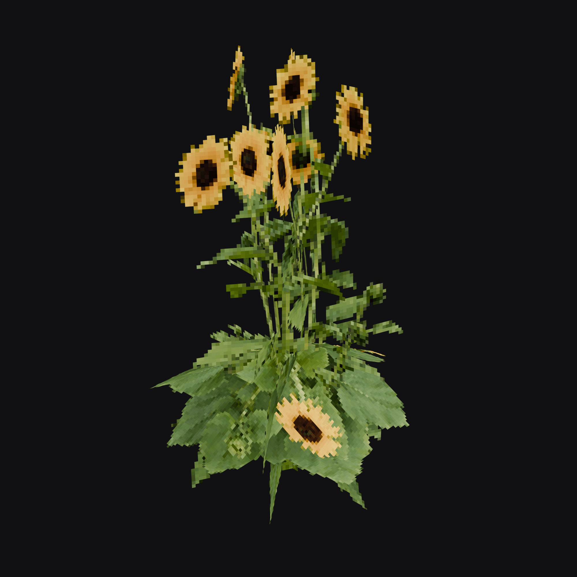 Sunflower 01