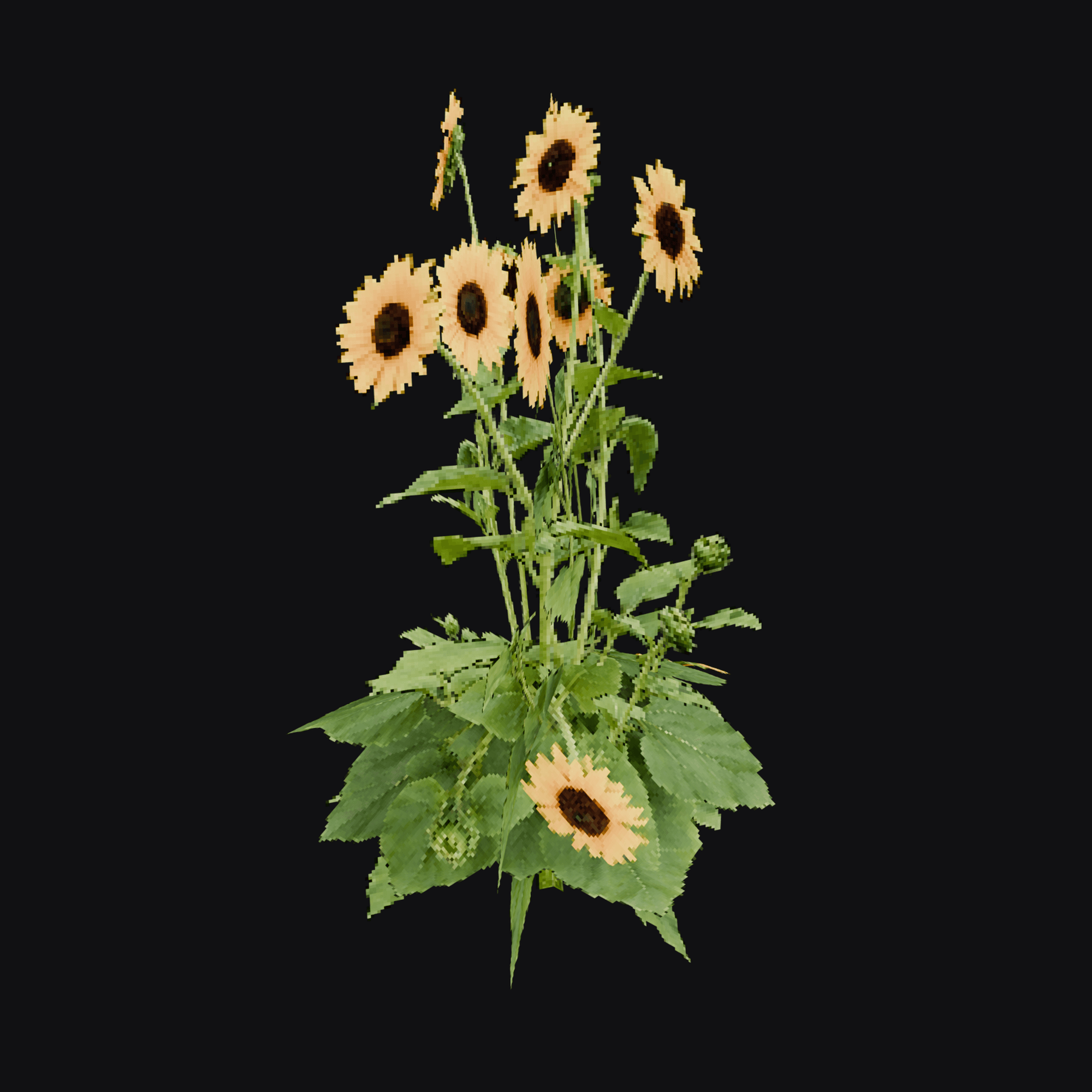 Sunflower 01, free Blender 3D model render