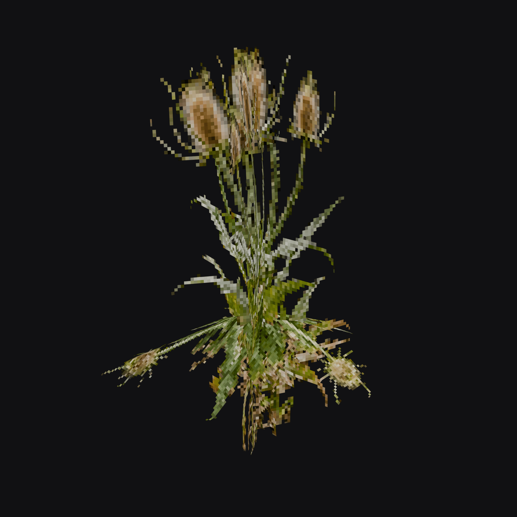 Teasel 01