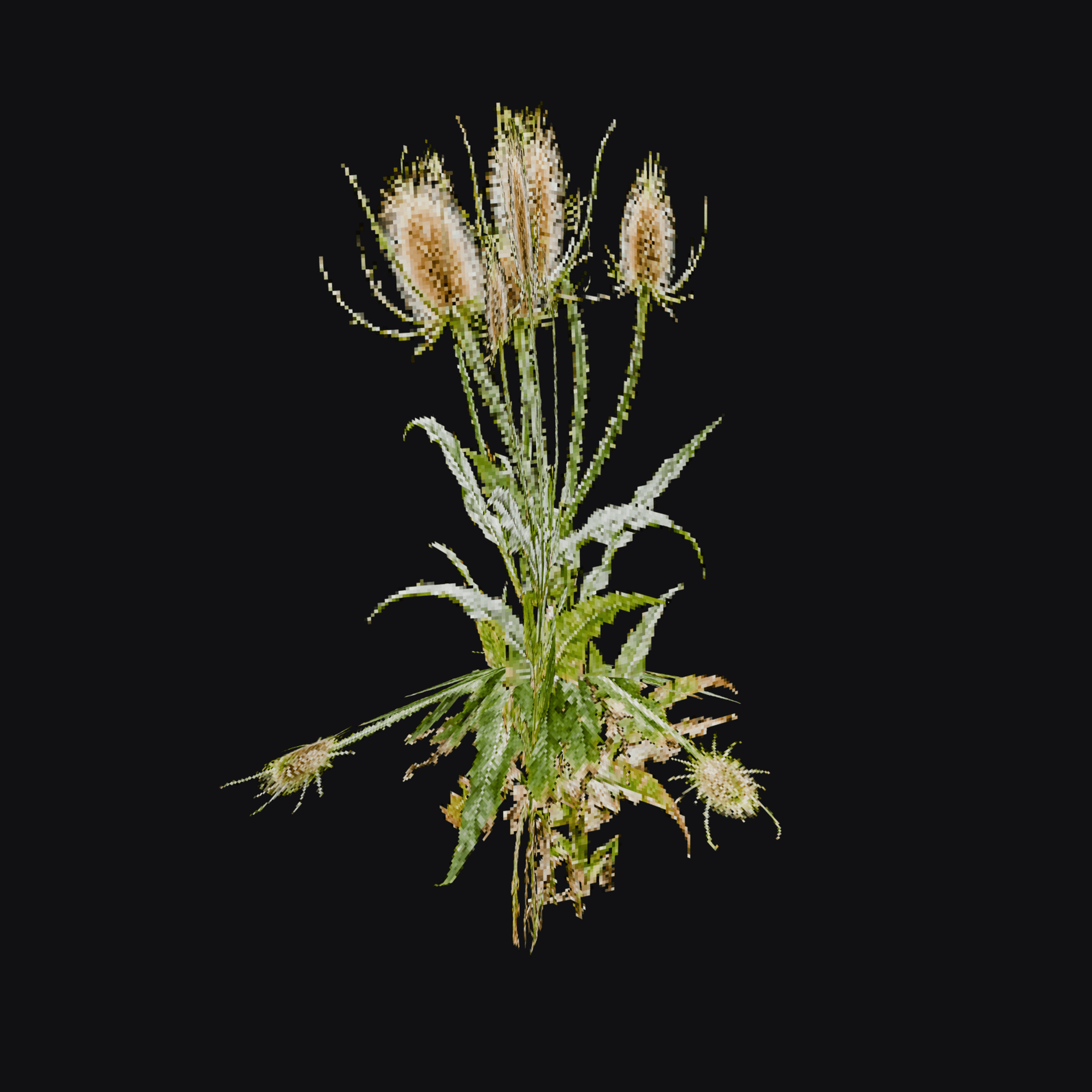 Teasel 01, free Blender 3D model render