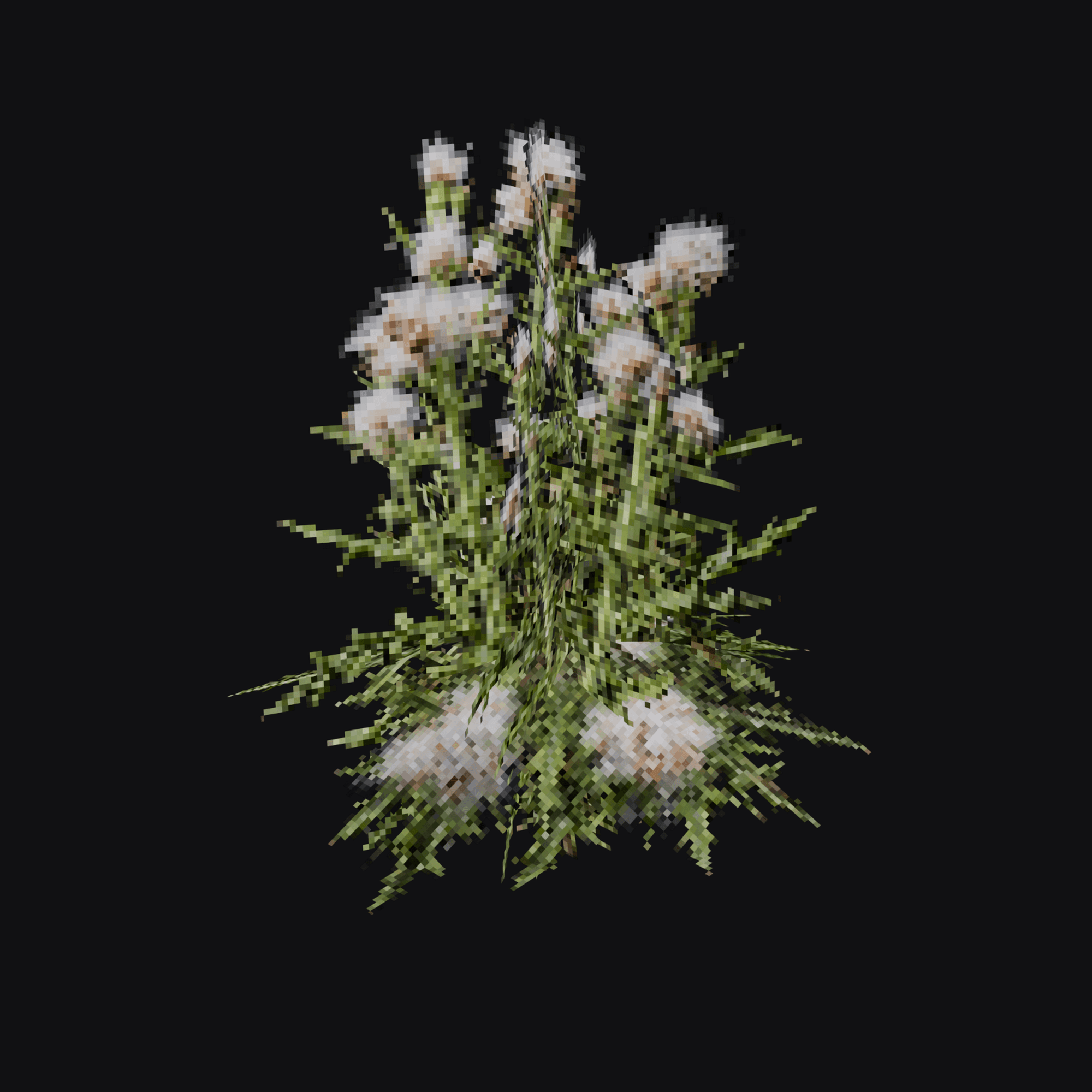 Thistle 01
