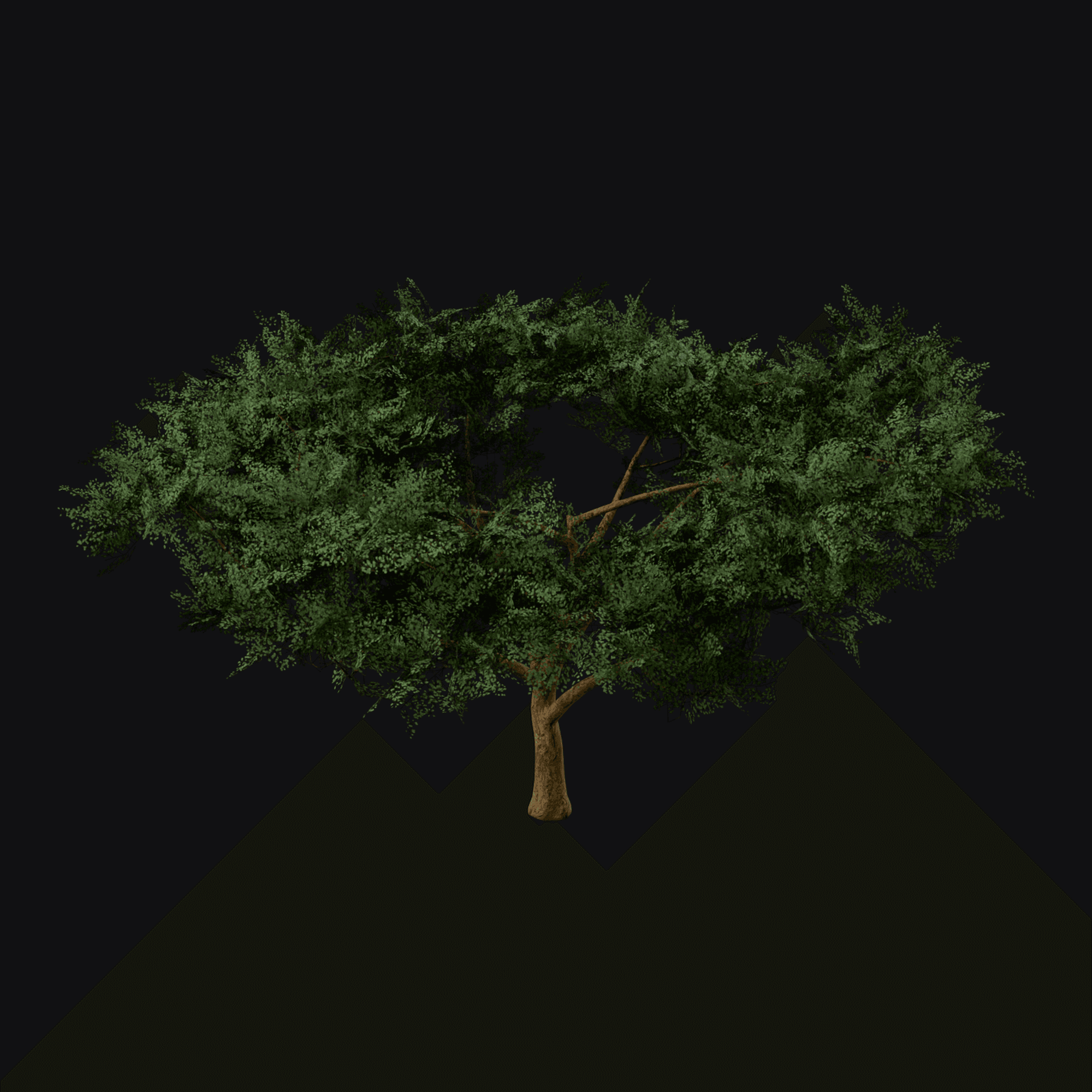 Umbrella Thorn 01