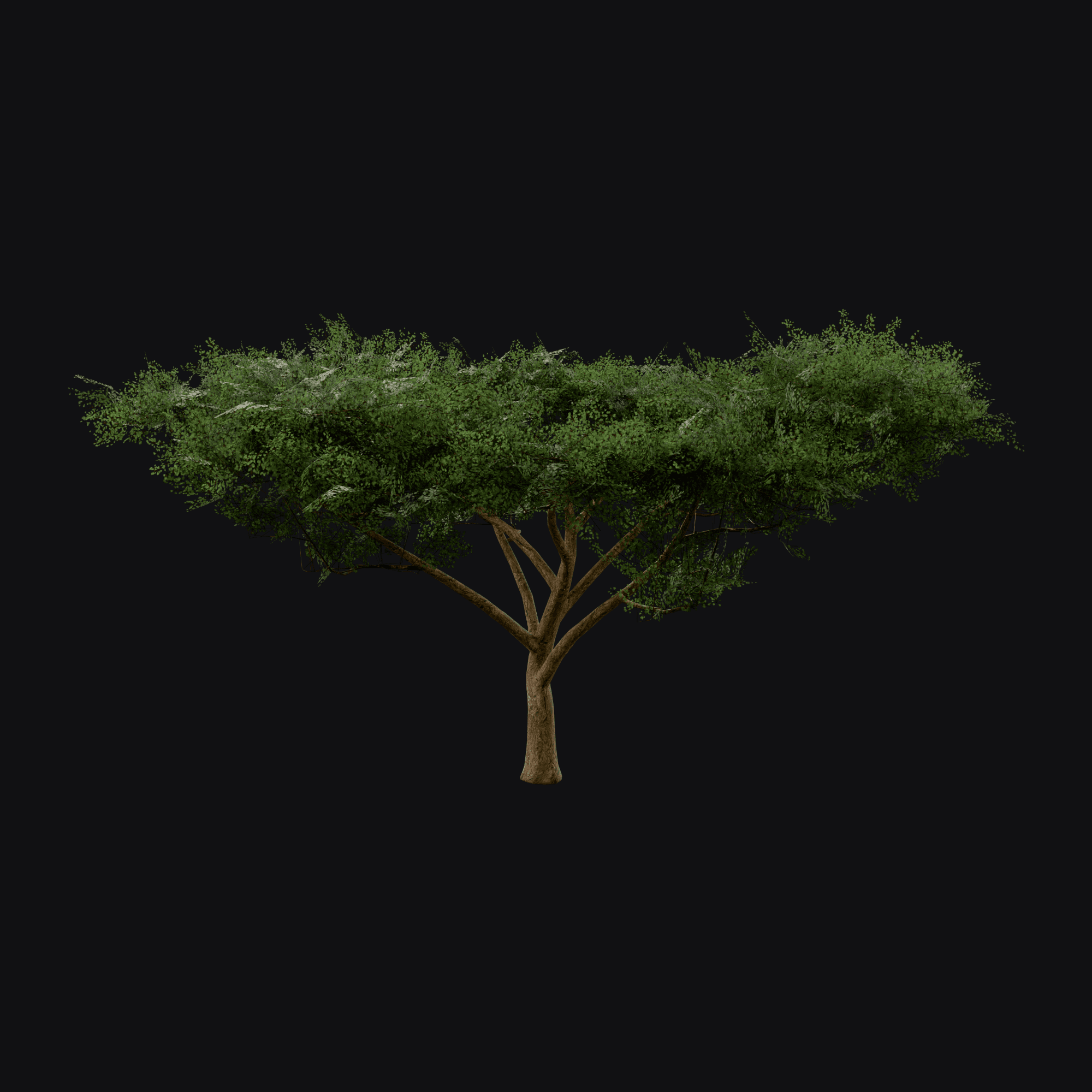 Umbrella Thorn 01, free Blender 3D model render