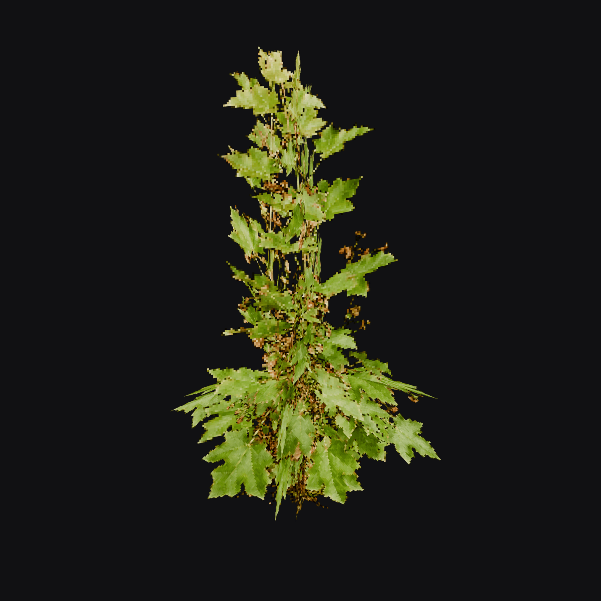Velvetleaf 01