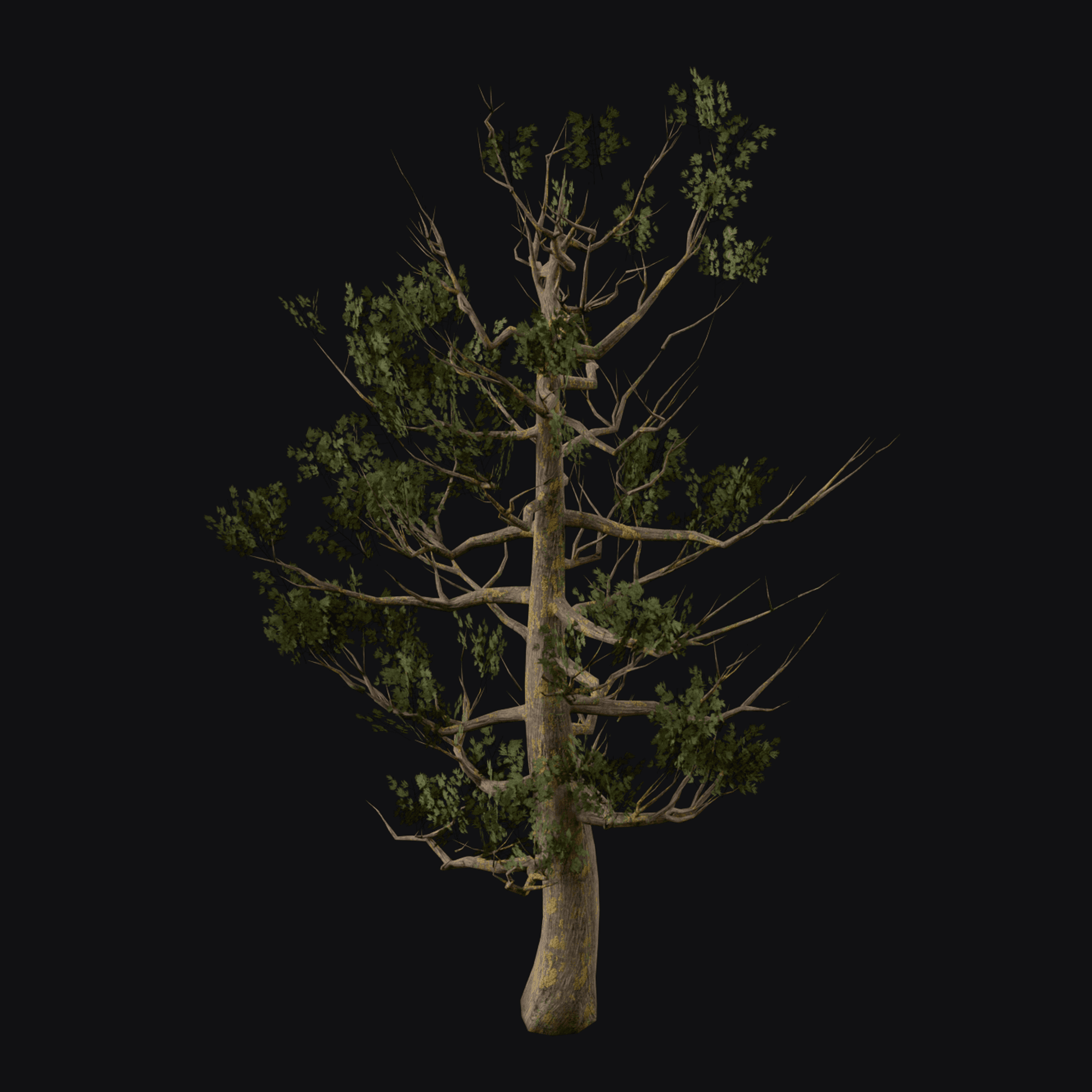 Weathered Juniper 01
