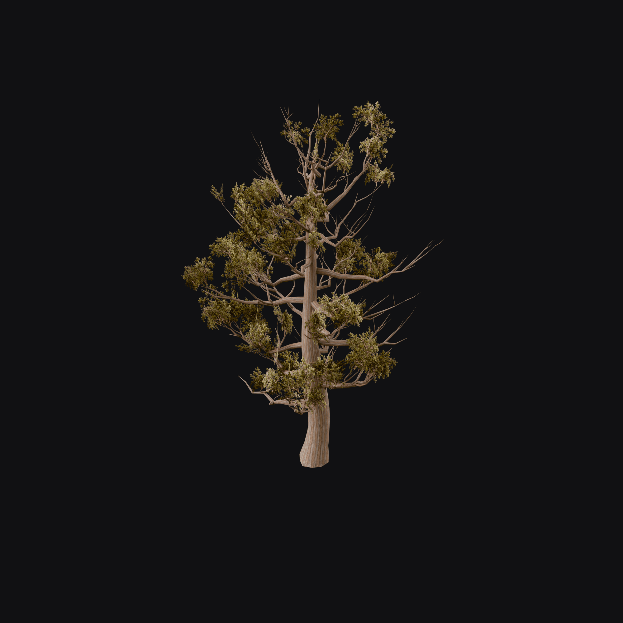 Weathered Juniper 01