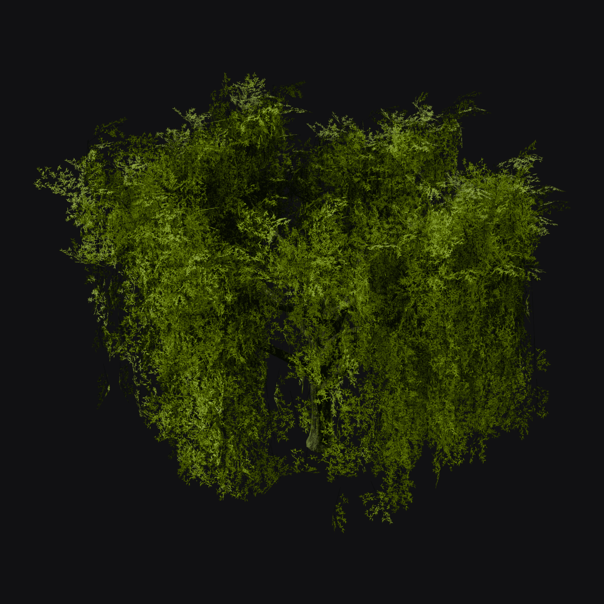Weeping Willow 01