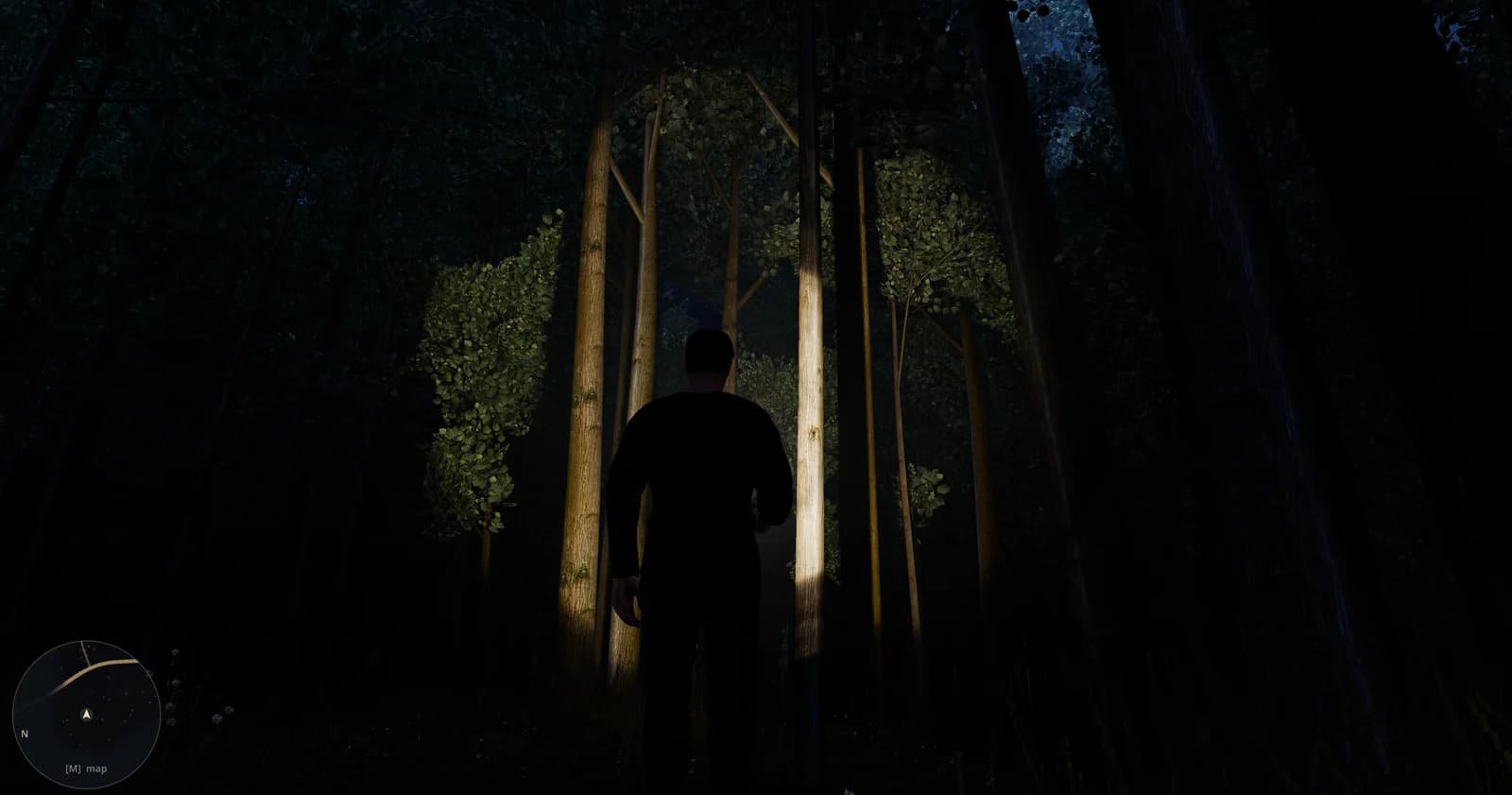 Following the beam down the woodland road at night