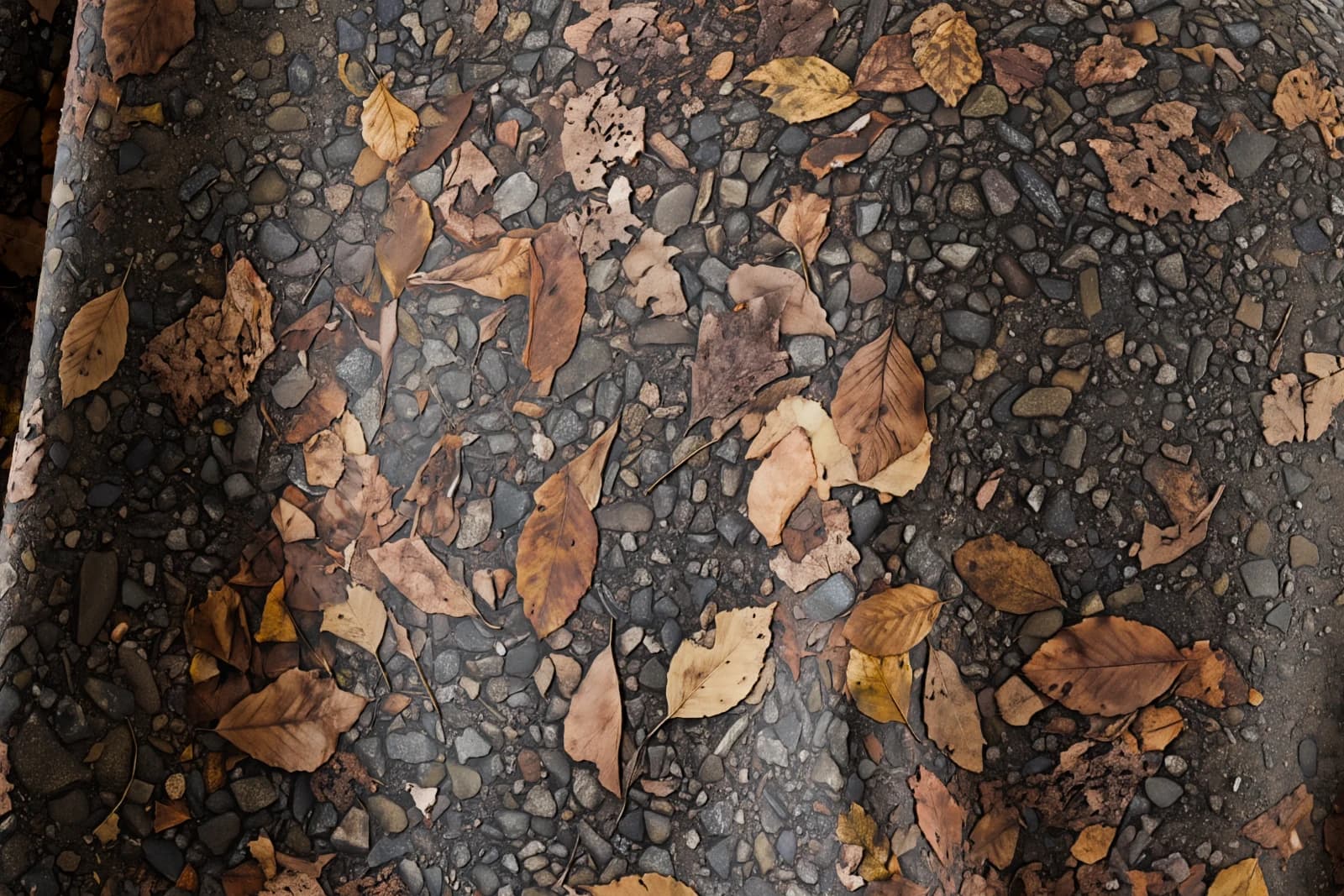 Autumn leaf-covered gravel 01 render 2 of 5