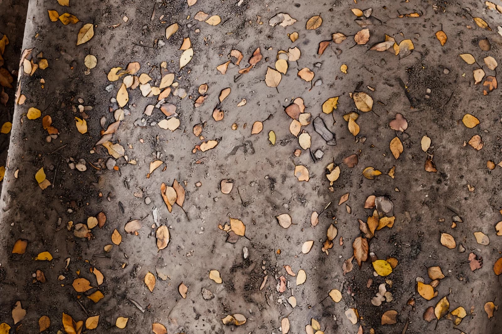 Autumn leaf litter over compacted earth 01 render 2 of 5