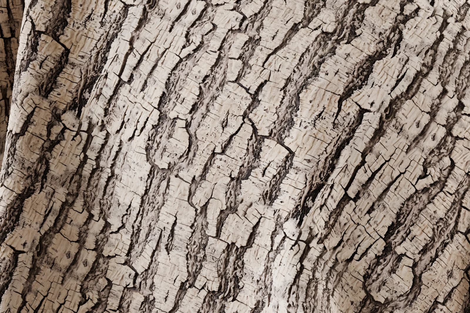 Deep fissured bark 02 render 2 of 5