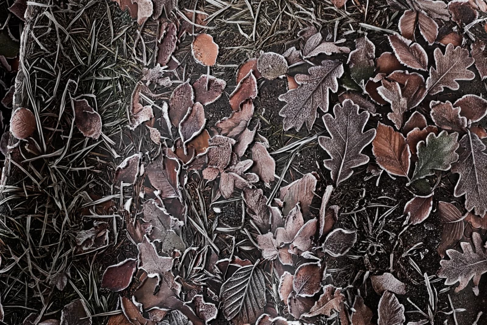 Frosted winter leaf litter 01 render 2 of 5
