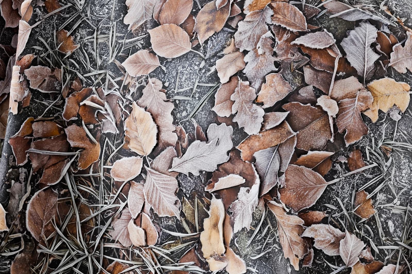 Frosted winter leaf litter 02 render 2 of 5