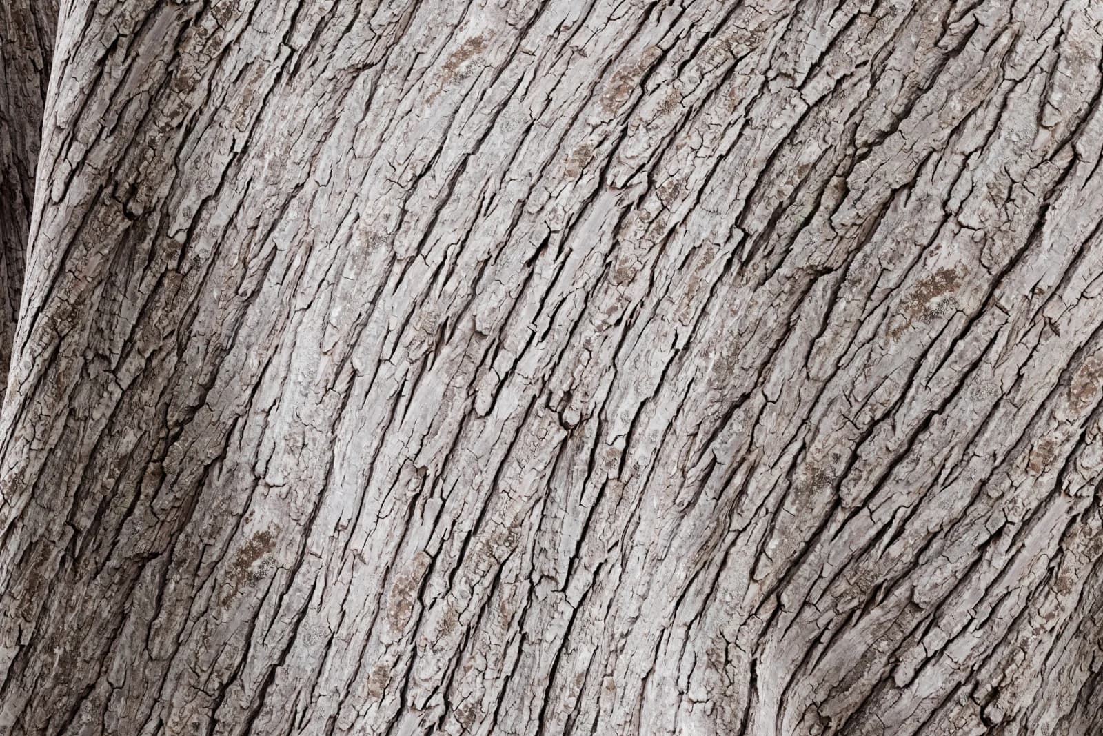 Grey lime tree bark 02 render 2 of 5