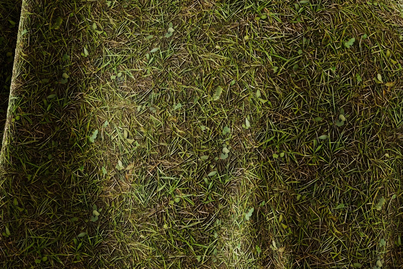 Mixed grassy verge 02 render 2 of 5