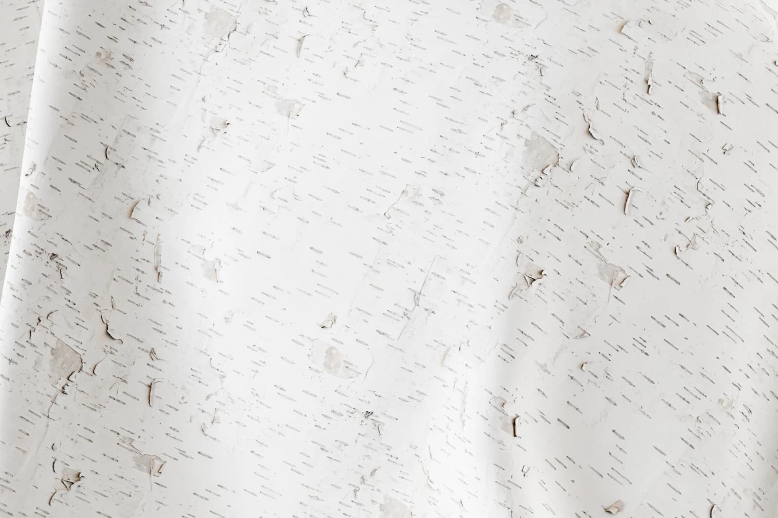 Peeling white birch bark 01 render 2 of 5