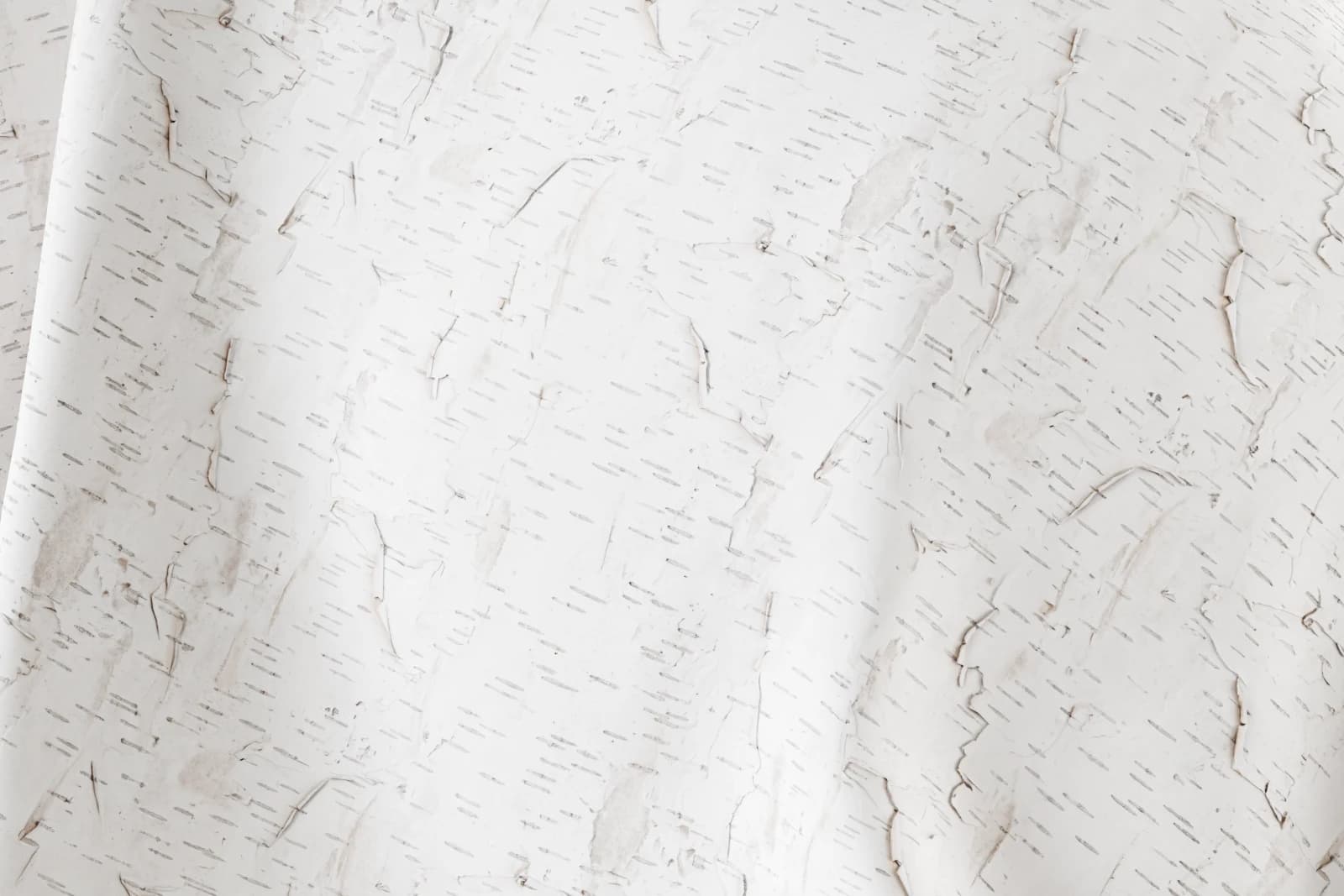 Peeling white birch bark 02 render 2 of 5