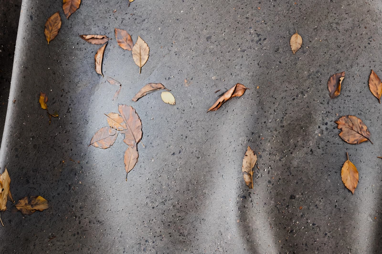Wet concrete with autumn leaves 01 render 2 of 5