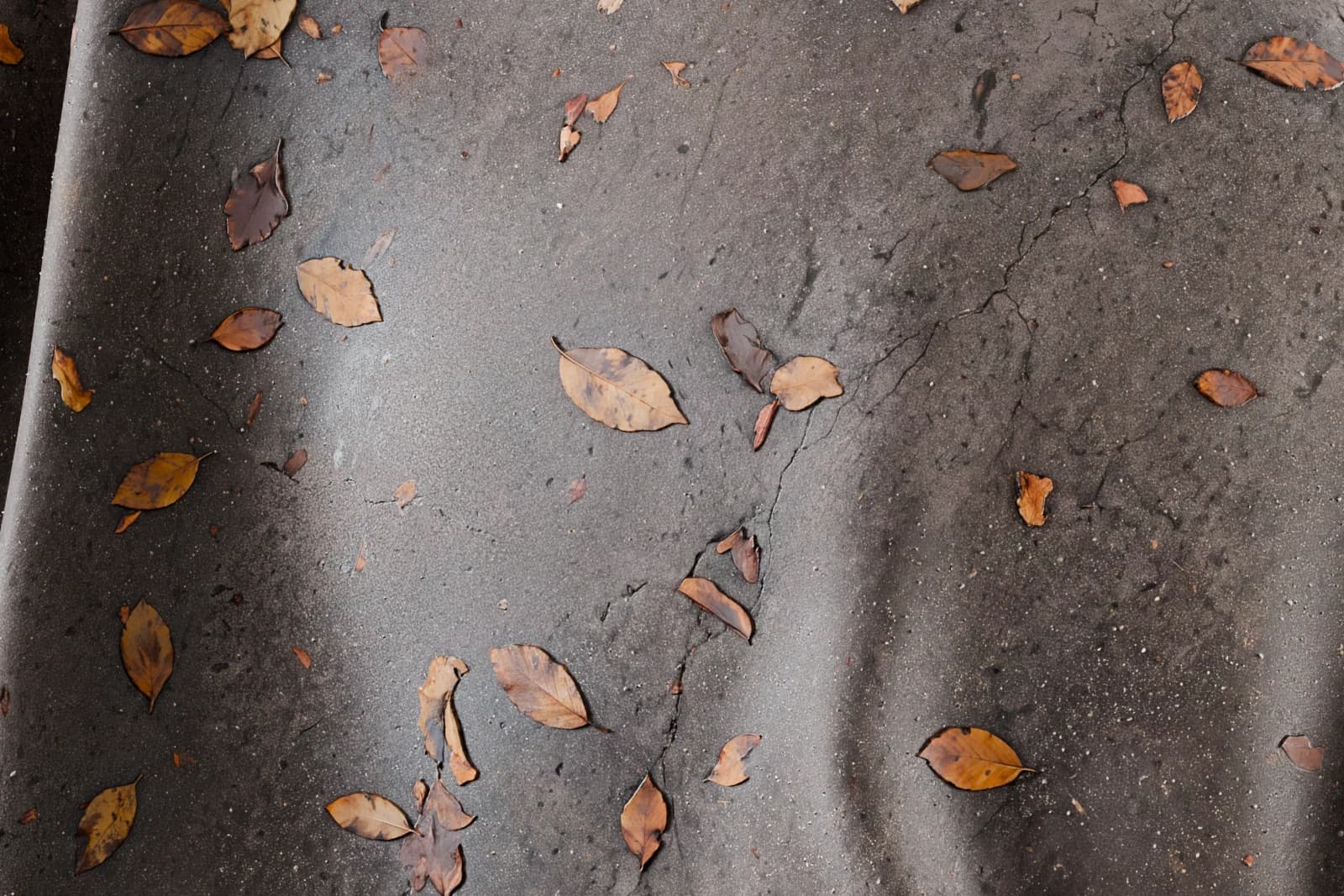 Wet concrete with autumn leaves 02 render 2 of 5