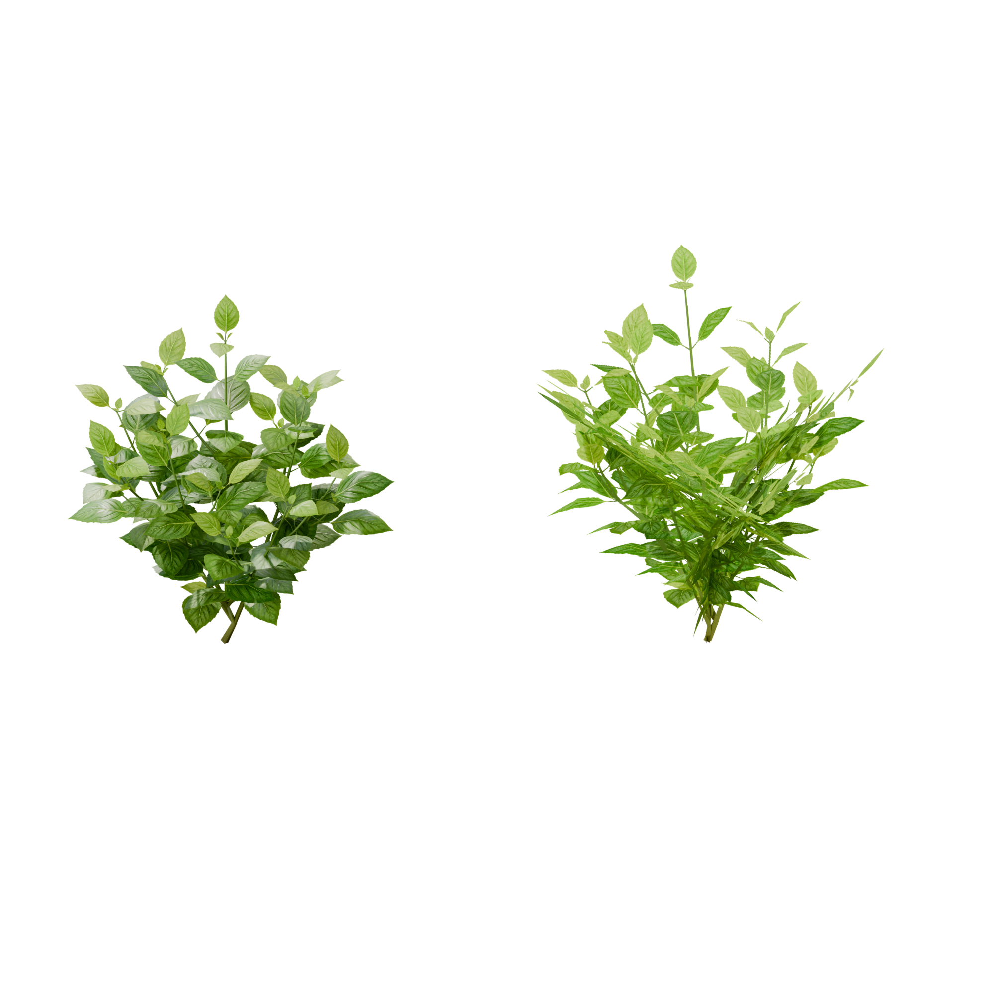 Comparison: 3D plant on the left, 2D cards on the right.