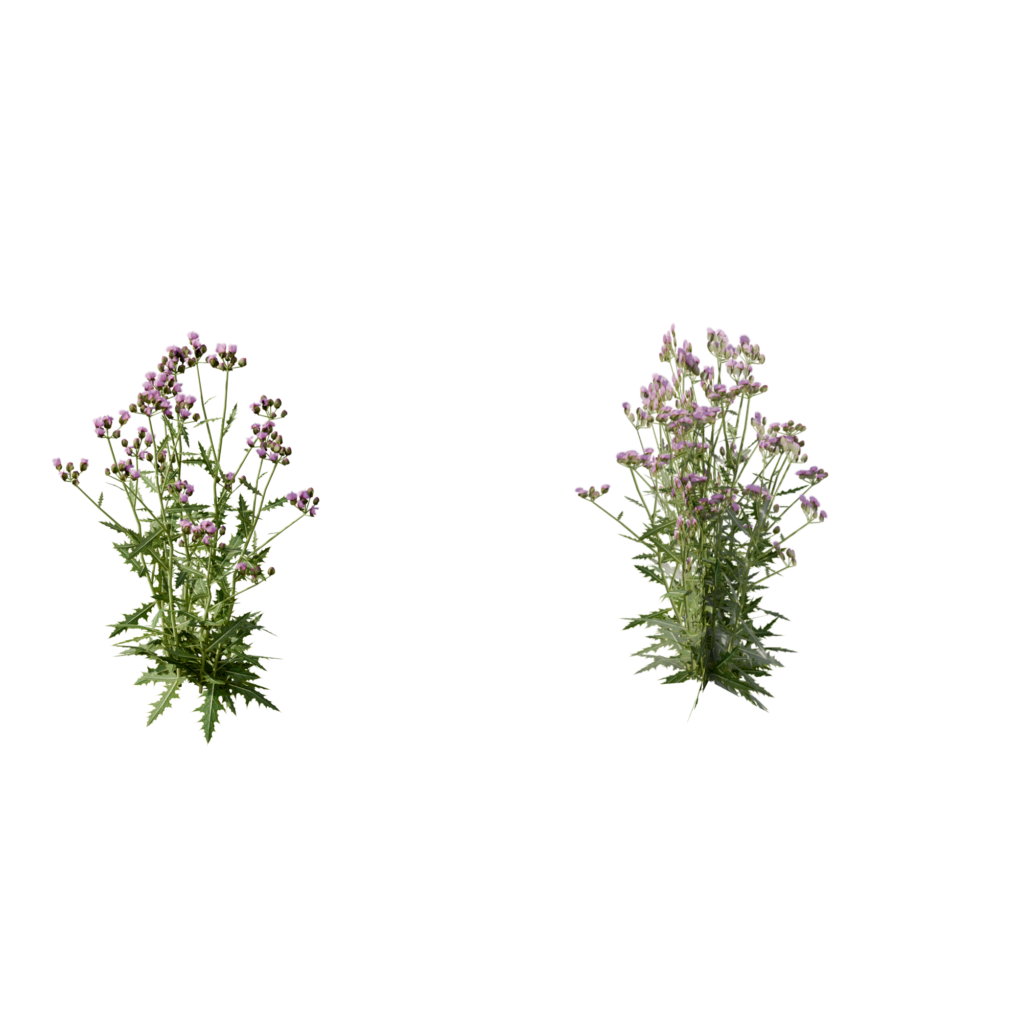 Comparison: 3D plant on the left, 2D cards on the right.