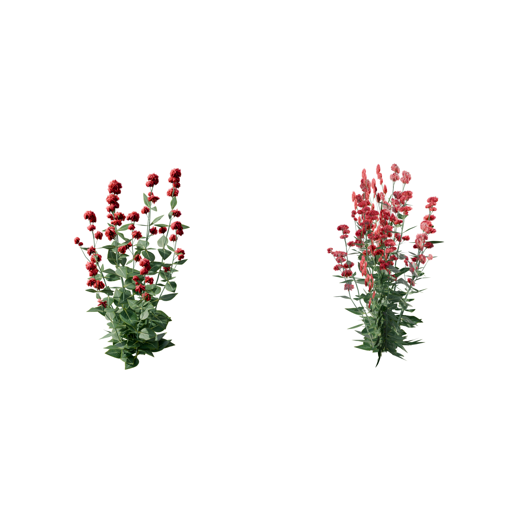 Comparison: 3D plant on the left, 2D cards on the right.