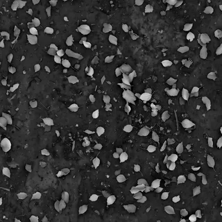 Autumn leaf litter over compacted earth 01 Height map