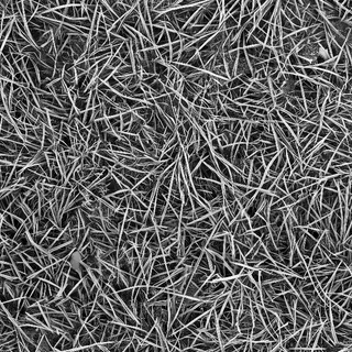 Frosted dormant grass 02 Height map
