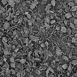 Frosted winter leaf litter 01 Height map