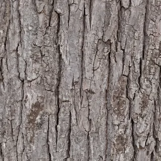 Grey lime tree bark 02 Diffuse / Albedo map