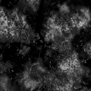 Moss and algae growth 02 Height map