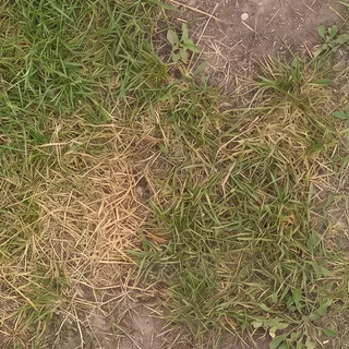 Patchy grass and earth 01 Diffuse / Albedo map