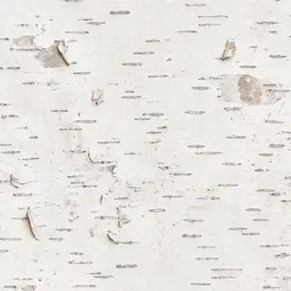 Peeling white birch bark 01 Diffuse / Albedo map