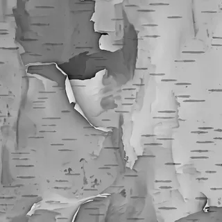 Peeling white birch bark 02 Height map